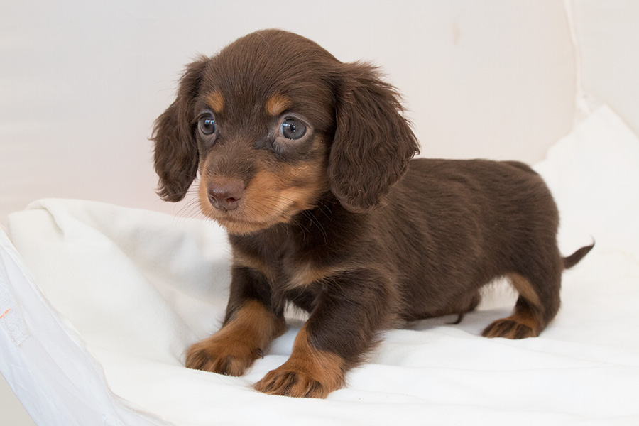Chocolate and tan long haired dachshund top